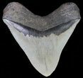 Very Wide, Fossil Megalodon Tooth - Great Serrations #66183-2